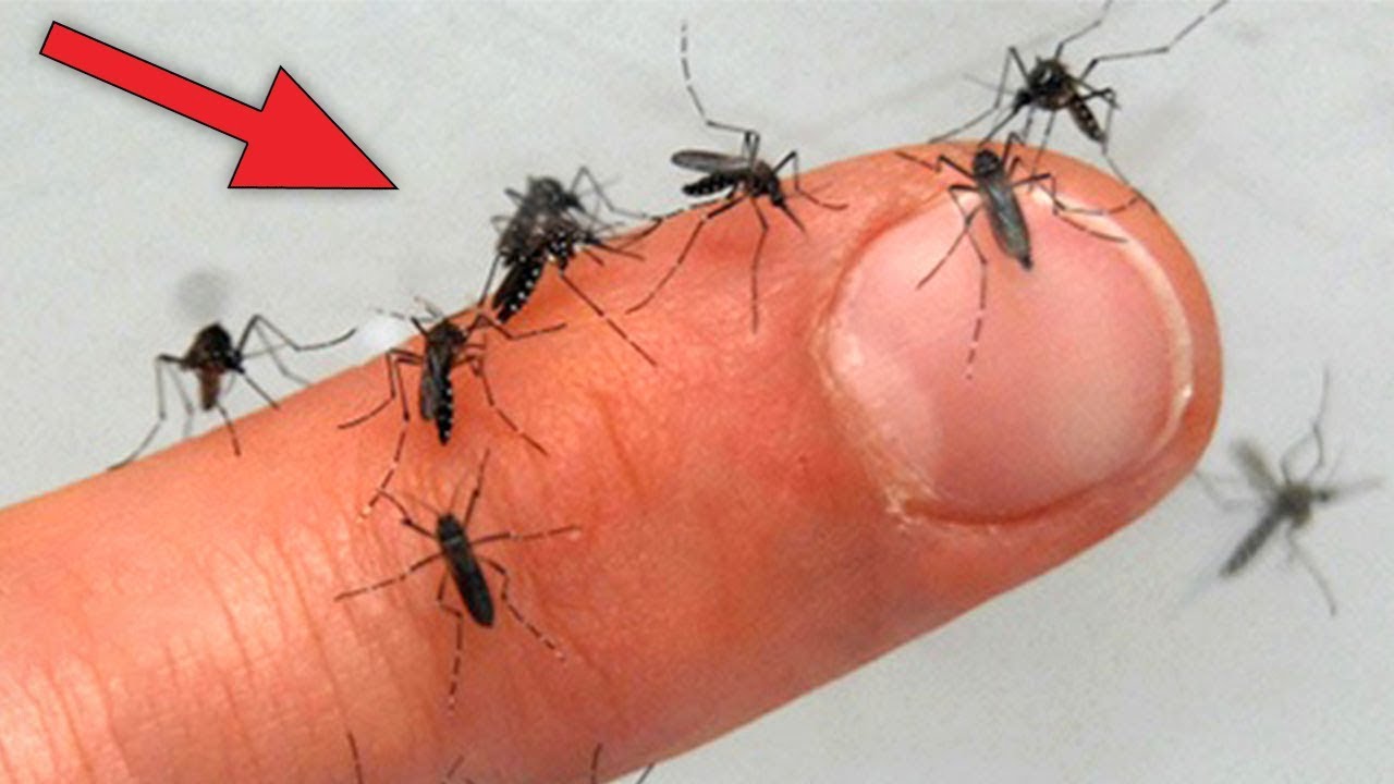 99% percent of people do not know why more mosquitoes bite on the body, know these 5 reasons