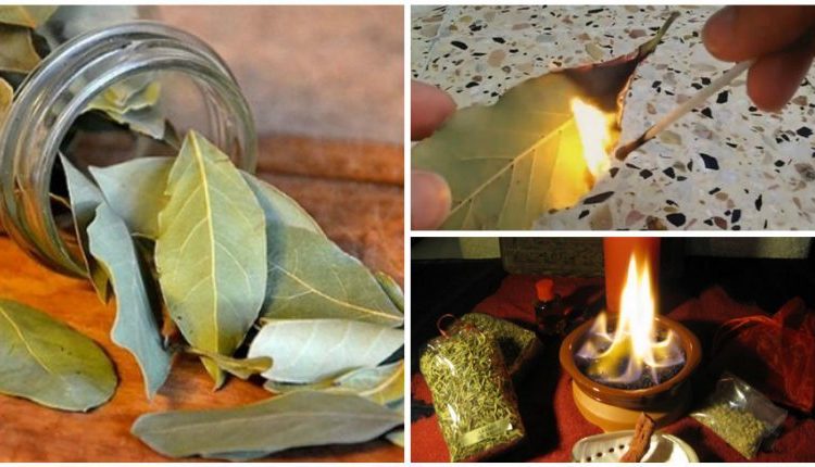 If you have 1 bay leaf in the room, then you will be shocked to see what happens तेजपत्ते