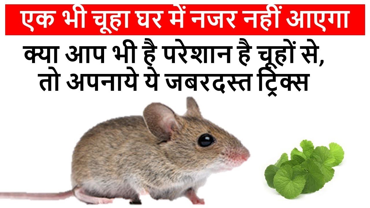 These domestic remedies are troubled by mice in the house, run away in a pinch चूहों