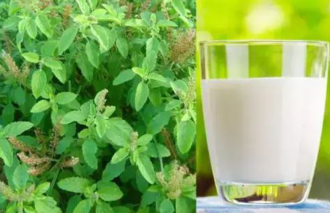 Drinking Tulsi leaves in milk for 7 days eliminates these 4 diseases from the root दूूध