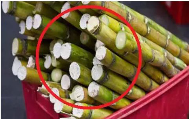 Read this news if you also drink sugarcane juice गन्ने