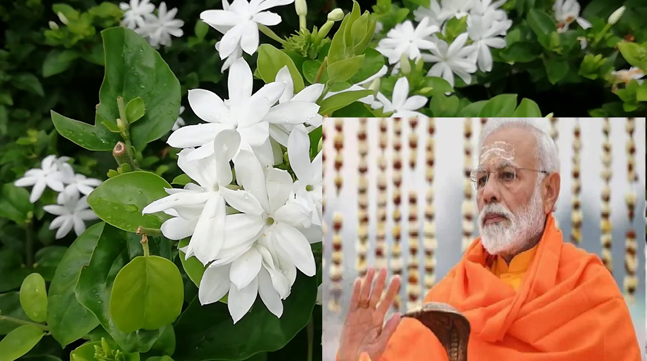 Modi will plant jasmine tree in Ayodhya, know why this flower is special? चमेली