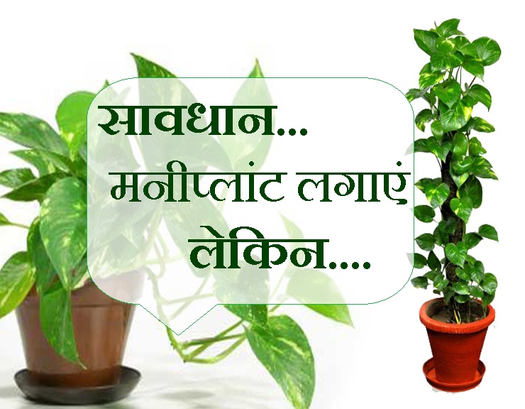 be-careful-to-plant-a-money-plant-but-keep-these-things-in-mind-while-planting-you-will-get-auspicious-results सावधान