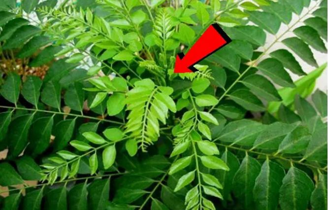 If you also add curry leaves to the vegetable, do not forget to read this news.