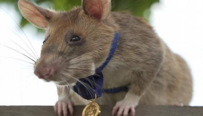 In this country, the rat received the gold medal rat award, knowing the reason will fly away