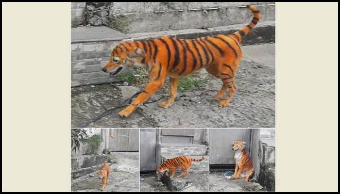 OMG the tiger-like dog found here, the real reason will surprise you