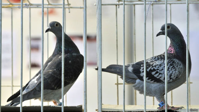 Pigeon, bolt, usain bolt, birdWorld News in Hindi, Europe News in Hindi, Europe Hindi News