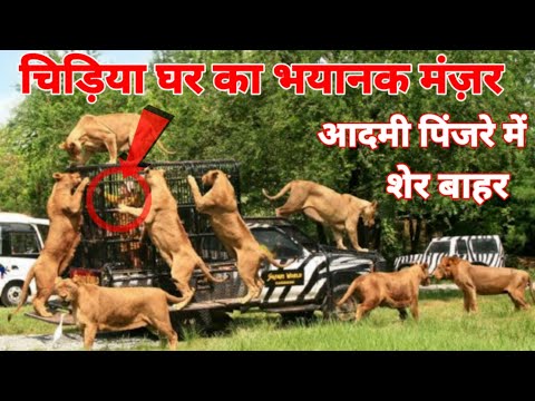Unique zoo where men roam in cage and animals open, learn name चिड़ियाघर