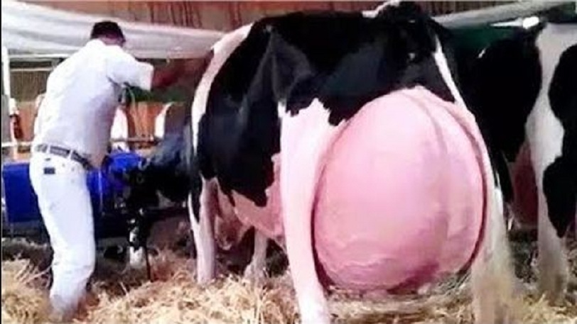 This is the most expensive cow giving 9700 liters of milk, know the price