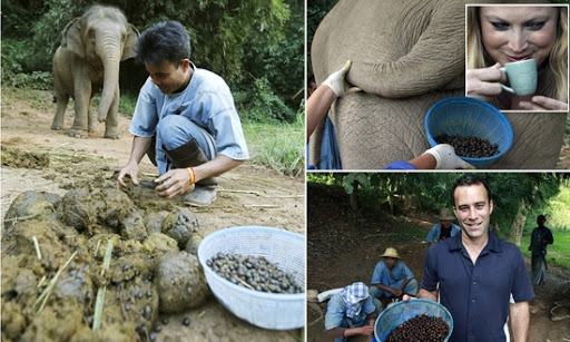 OMG !! Coffee is made from elephant dung at this place, know the price हाथी