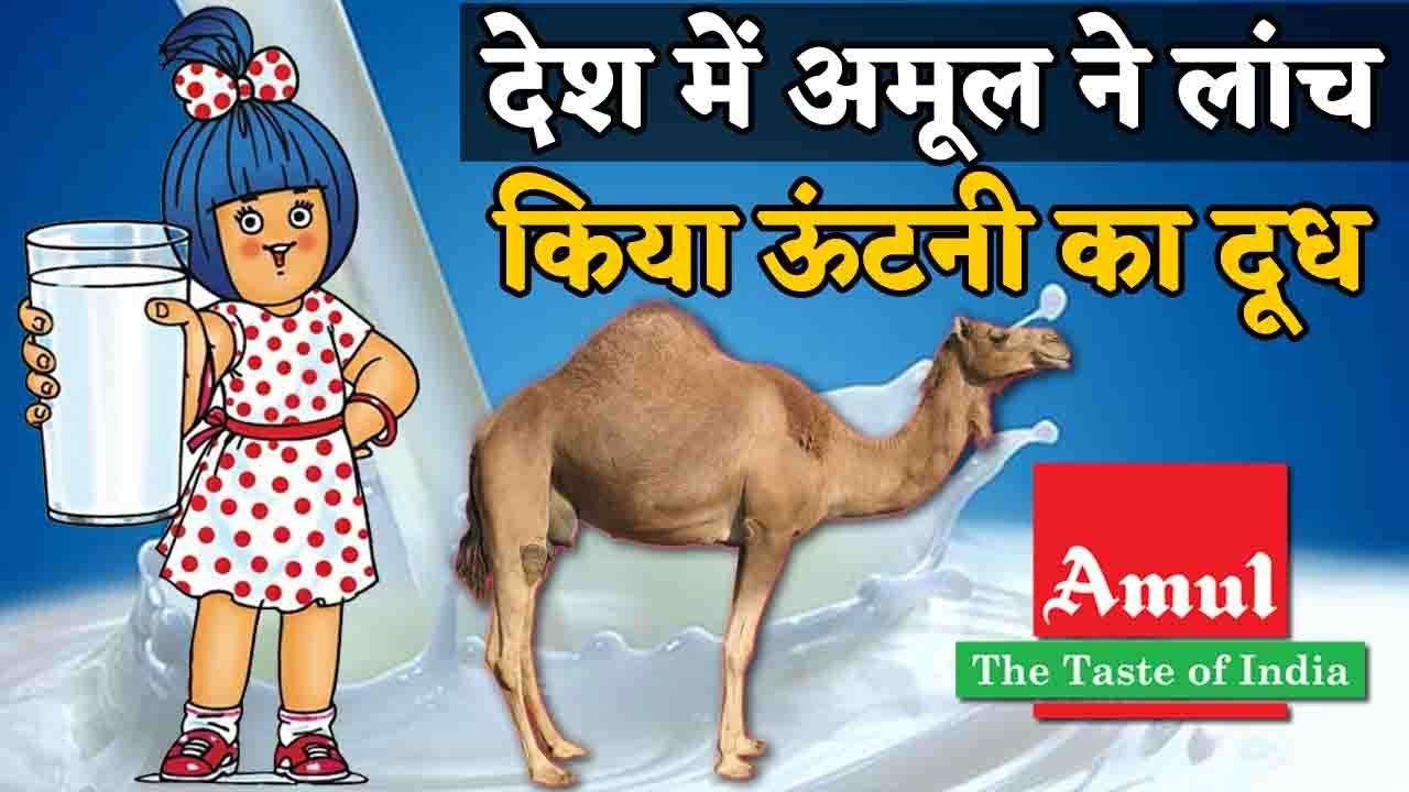 Amul will now make and sell camel milk powder and camel milk ice cream