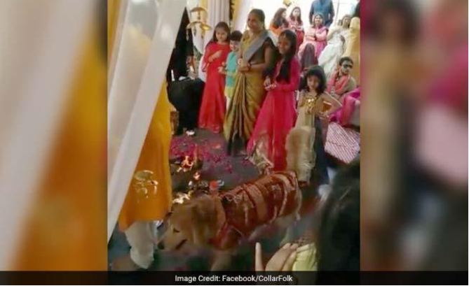 Seeing the bride and groom take seven rounds, the dog also took them along