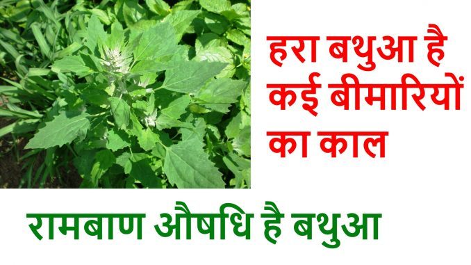 if-you-never-want-to-eat-medicine-then-you-must-read-about-this-plant पौधे