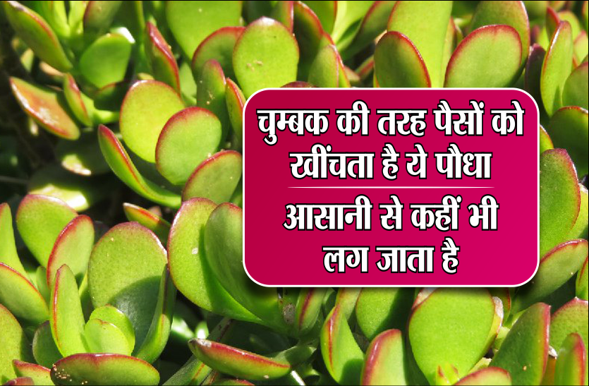 like-a-magnet-it-attracts-money-this-plant-easily-gets-anywhere-at-home चुंबक की तरह