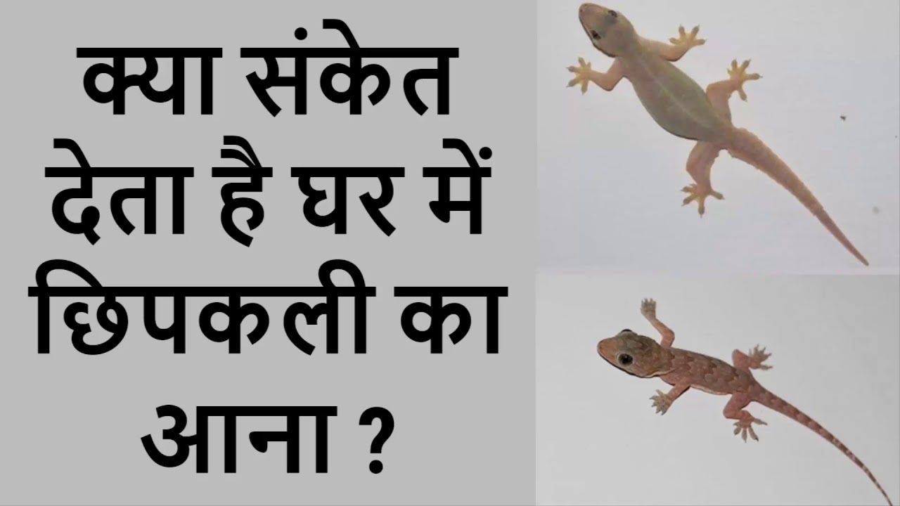 what-gives-the-hint-that-the-lizards-arrival-in-the-house-tells-about-the-future-event संकेत- know-how