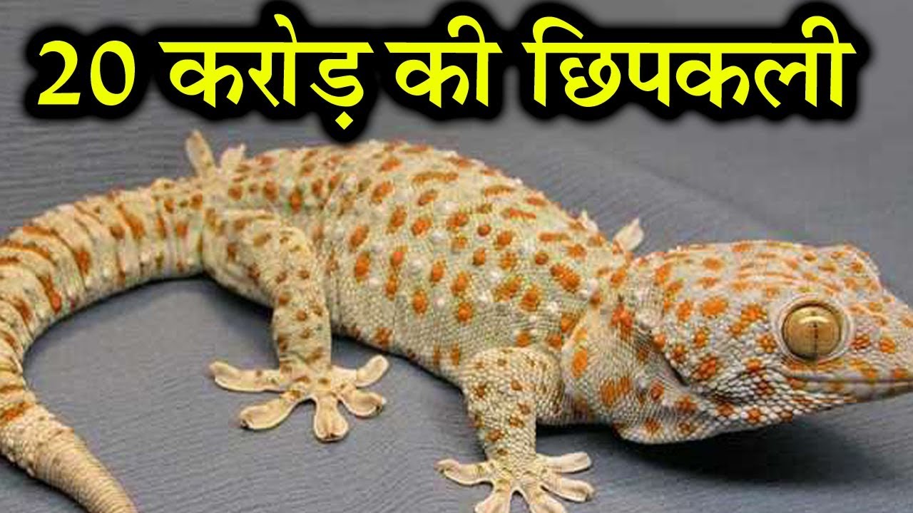 there-are-millions-of-lizards-that-are-hidden-in-the-flesh-know-its-value लाखों की है ये छिपकली