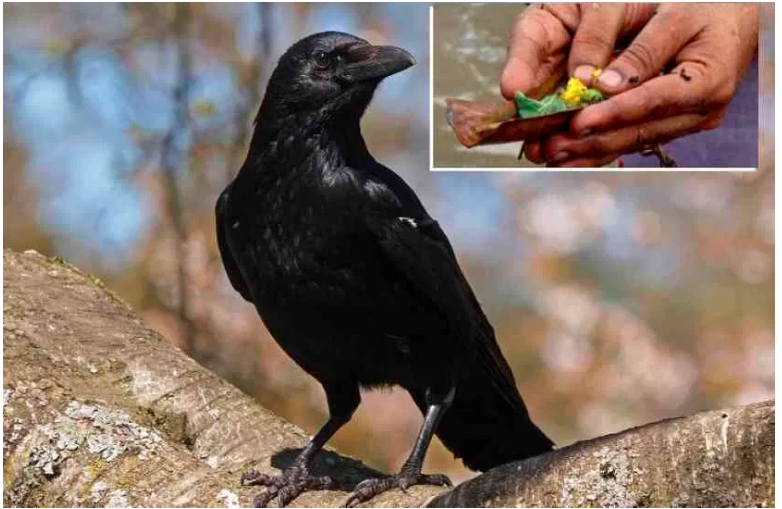 If the crow is seen in the morning, then immediately take it away from home, it will be a benefit of money६३
