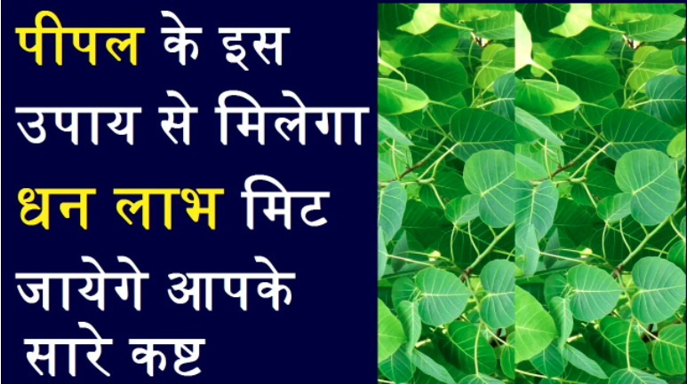 A leaf will change your luck on Saturday, this remedy with peepal tree and leaves