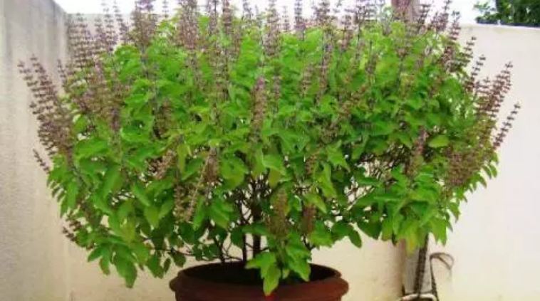 Happiness brings prosperity by applying Tulsi at home, know in which direction it will be auspicious