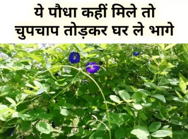 This plant is 10 times more valuable than gold, its name and benefits will blow your senses