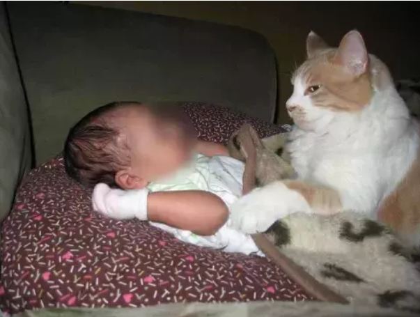 When the newborn baby was crying in the room, the cat took it away, then what happened she surprised