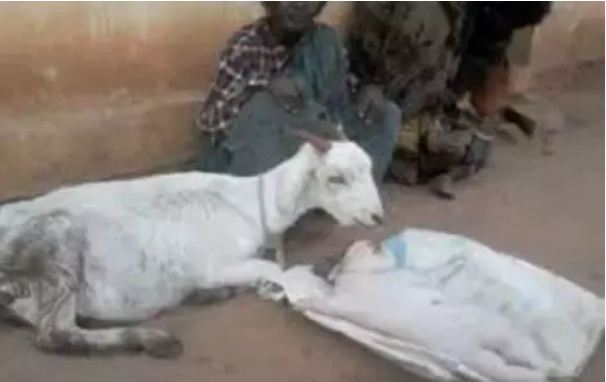 News out: Goat gave birth to child like human, surprised by seeing