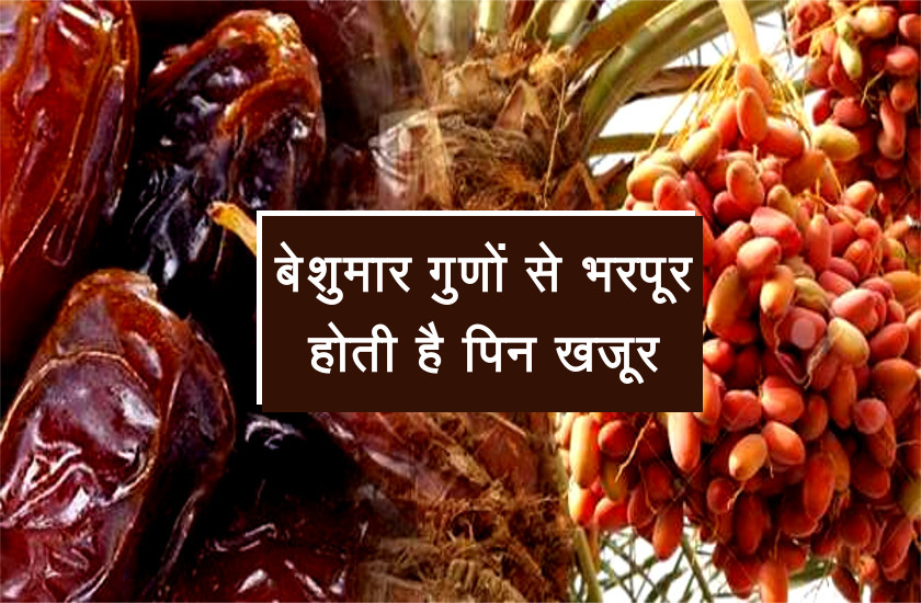 Dates are rich in many micronutrients. Know which date is beneficial dry or wet