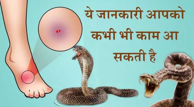 Do these 2 remedies immediately on snake bite, this remedy can save one's life