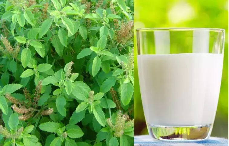 Drinking basil leaves in milk for 7 days eliminates these diseases from the root