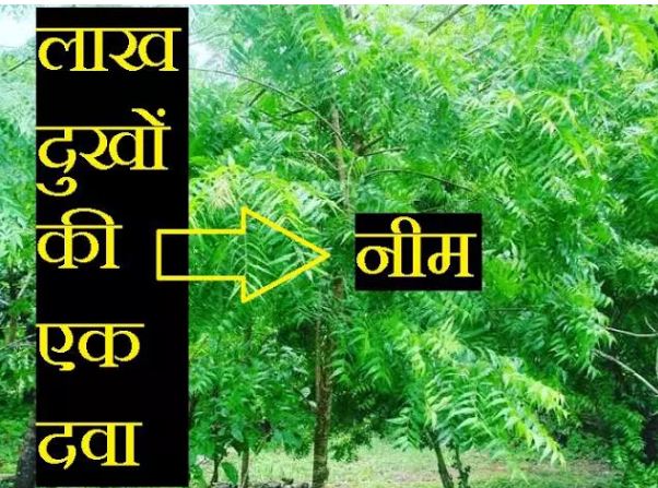 Eating neem leaves on empty stomach in the morning will eliminate these 3 serious diseases.