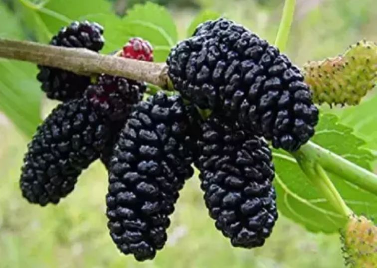 Know these 5 big benefits of eating mulberry