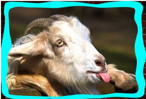 Somebody is taking out the tongue and some are making a mouth, these are the animals giving the weirdest poses of the world
