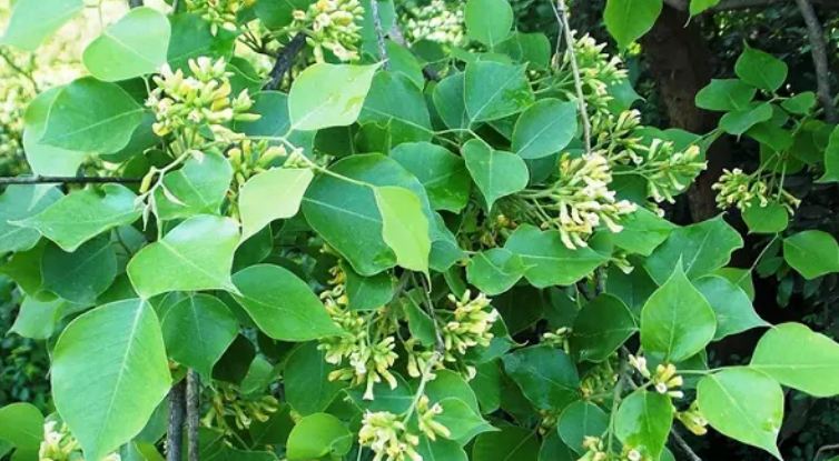 The leaves of this tree are a panacea for diseases like cancer and diabetes