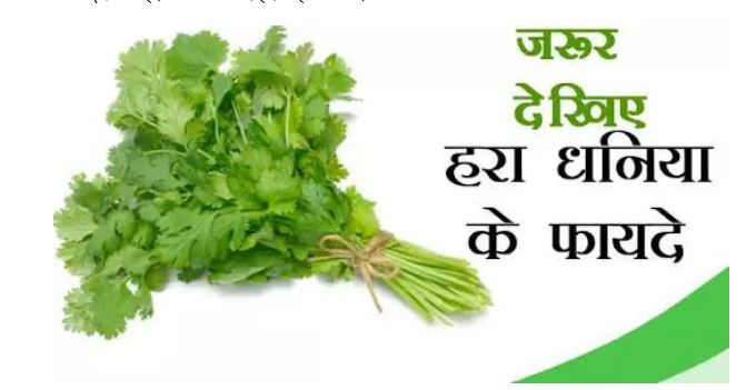 You will be surprised to know the miraculous benefits of coriander leaf, definitely read