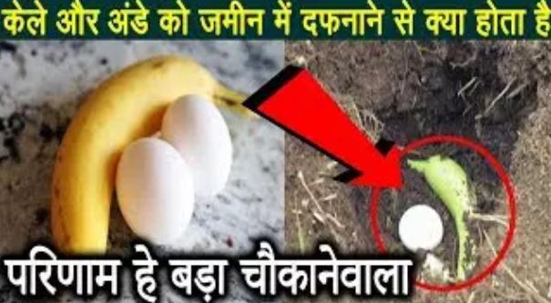 99% of people do not know what happens after burying bananas and eggs together;