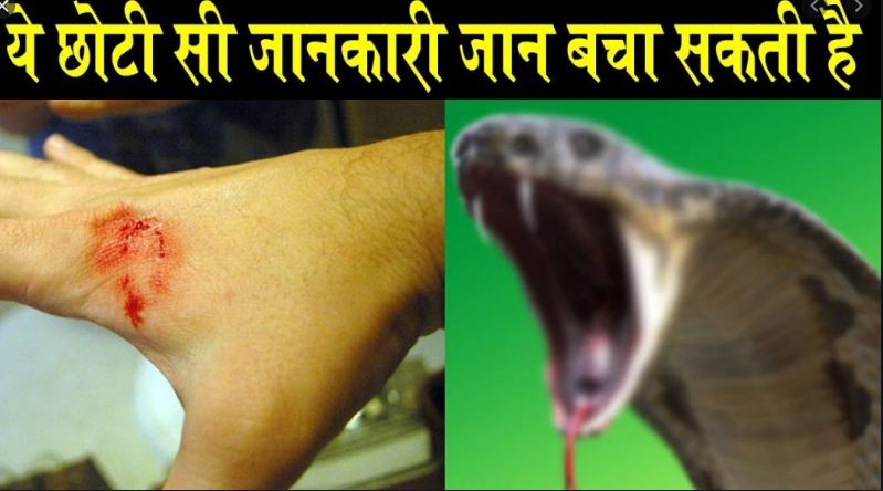 After this, no one will die due to snake bite, this remedy can save one's life.