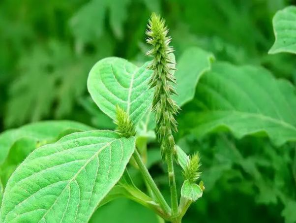 This plant, which is even more precious than gold, makes all diseases, and women must click and see