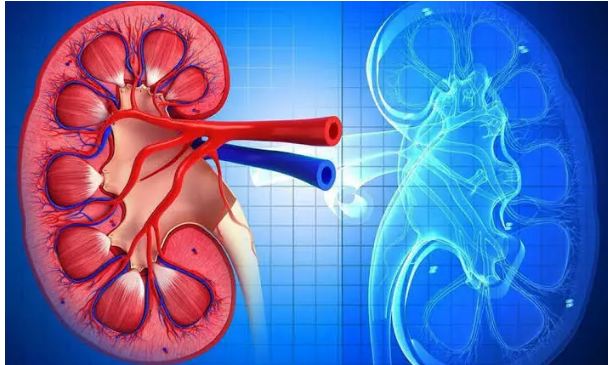 Cleaning the kidney once a day is very important, this is the easiest way