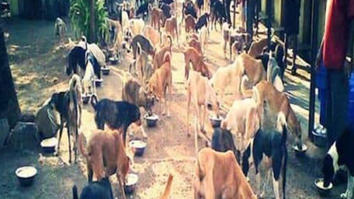 Dogs living in this village of Gujarat are millionaires, know the reason