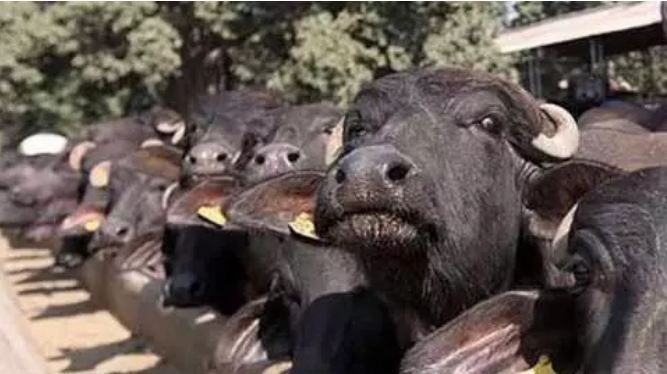 If your buffalo also eats Mangalasutra for one and a half lakhs, what will you do, do not read laughter