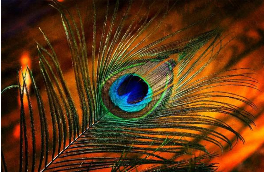 It is possible to do impossible work by putting peacock feathers, know some interesting facts about it