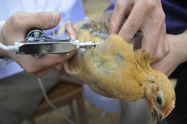 Know the fear, symptoms and how to be safe in Corona due to bird flu among people