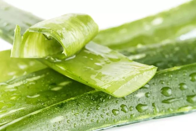 Know the incredible benefits of applying aloe vera in hair