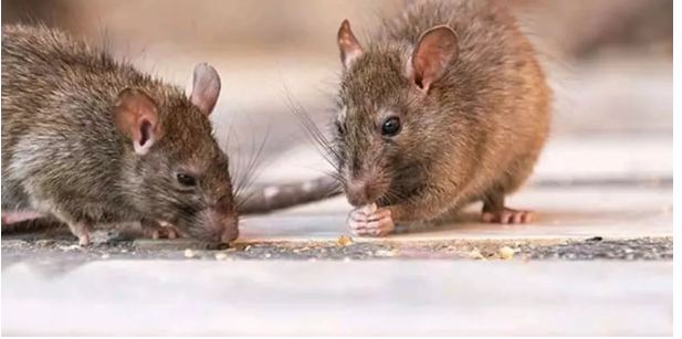 Know these 3 tremendous measures, the first step to killing mice without escaping them forever