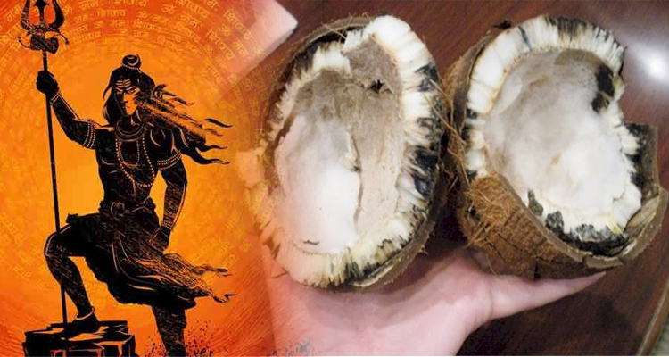 Lord Shiva told the meaning of getting rotten coconut in worship, you will be surprised to know