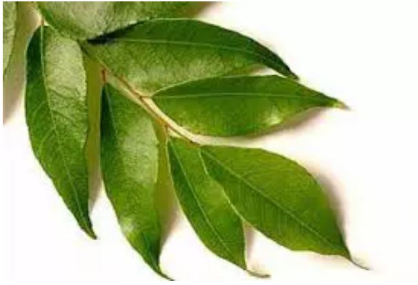 Sanjivani herb is no less than this plant, makes so many diseases eliminate