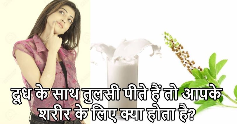 The miraculous benefits of drinking tulsi leaves in milk will eliminate all diseases from the root in 7 days