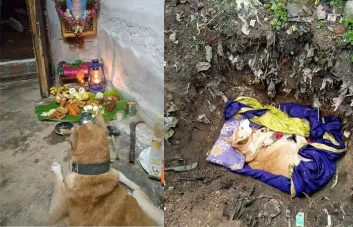 The real story of this faithful dog will make you cry, Read once