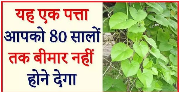 The use of tulsi leaves will eliminate the root and see these 5 serious diseases by clicking
