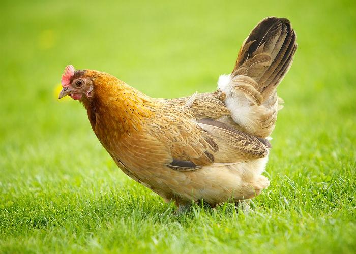 The chicken-eating people must read this news once